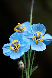 Himalayan Blue Poppy Cicek Mavi Ve Manzara