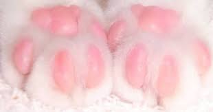 995923 454817881280840 1671962984 N Jpg 480 360 Pink Paws Cat Paws Crazy Cats