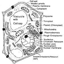 Separating organelles from the cell's cytoplasm. Draw A Neat Labelled Diagram Of The Ultra Structure Of A Typical Plant Cell Sarthaks Econnect Largest Online Education Community