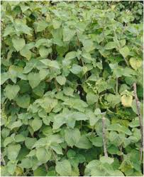 Image result for Kotschya uguenensis