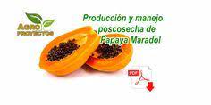 Manual Tecnico Cultivo De Papaya Maradol Control De Plagas Agronomo Y Plantas