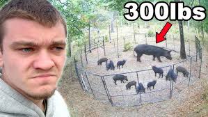 Homestead Farm Animal UPDATE! Meat Chickens, Pigs, NEW GOATS!