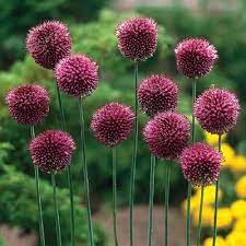 How To Grow And Care For Ornamental Alliums Gardener S Path