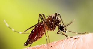 Photo Mtropole de Grenoble. Un cas autochtone de chikungunya dtect ...