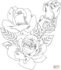 Double Delight Hybrid Tea Rose Rose Coloring Pages Coloring Pages Free Printable Coloring Pages