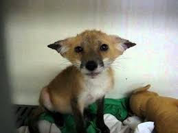 Cute Fox Making Noises Cute Animals Kitten Love Animal Sounds