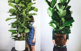 Maybe you would like to learn more about one of these? 5 Piante Alte Da Interno Per Arredare La Tua Casa