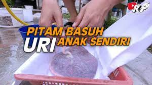 Sëjujurnya, mëmbasuh urì tìdaklah sukar sëpërtì yang dìsangka. Cara Basuh Tanam Uri Anak Sendiri Rasa Nak Pitam 033 Youtube