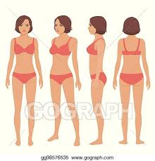 When our brain drastically the fix: Vector Stock Human Body Anatomy Front Back Side View Stock Clip Art Gg98576535 Gograph