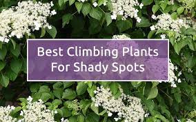 Others will cope in full shade. The Best Climbing Plants For Shade David Domoney Climbing Plants Wall Climbing Plants Shade Plants