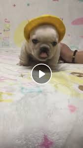 We will be posting videos of our babies from time to time to let people into the wonderful world of unbelievabull frenchies. Cute French Bulldog Puppy Video Gifs Cute Funny Puppy Videos French Bulldog Puppies Cute