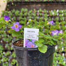Image result for Bacopa