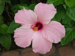 We did not find results for: Blossom Like A Flower Power