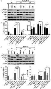We did not find results for: Frontiers Regulation Of Rlr Mediated Antiviral Responses Of Human Dendritic Cells By Mtor Immunology