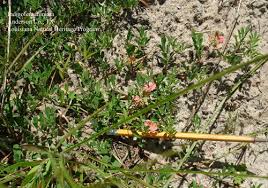 Image result for Indigofera lupatana
