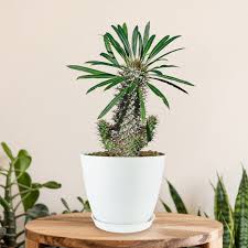 Image result for Pachycarpus eximius