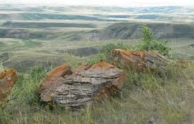 It consists of two major components, biotic or living components and nonbiotic or nonliving components. Hinterland Who S Who Grasslands