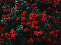 299,000+ vectors, stock photos & psd files. Aesthetic Flowers Laptop Wallpapers Top Free Aesthetic Flowers Laptop Backgrounds Wallpaperaccess