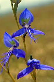 Image result for Disa baurii