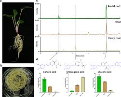 We did not find results for: Versatility In Acyltransferase Activity Completes Chicoric Acid Biosynthesis In Purple Coneflower Nature Communications