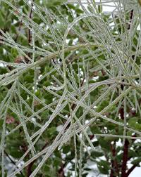 Image result for Genista