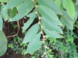 Image result for Bridelia duvigneaudii