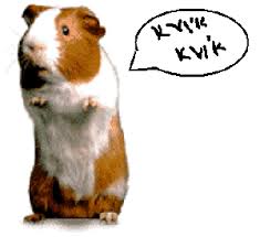 Výsledek obrázku pro morče