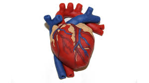How To Make A Human Heart With Play Doh By Tiger Tomato Youtube