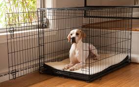 Maybe you would like to learn more about one of these? Dog Crate Sizing Guide Hayneedle