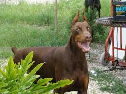 Discover more about our doberman pinscher puppies for sale below! Beautiful Akc Doberman Puppies For Sale For Sale In Miami Florida Classified Americanlisted Com