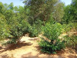 Image result for Putranjivaceae