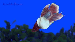 Unique elephant ear betta stickers designed and sold by artists. Beautiful Elephant Ear Betta Fish Youtube