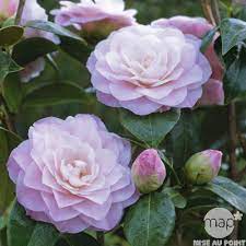 Camellia Japonica Nuccio S Pearl H 60 70 Cm Ctr 7l Truffaut Country Garden Flowers Camellia Flower Beautiful Flowers
