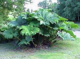 Chilean Giant Rhubarb British Wild Flowers Rhubarb Plants Bamboo Seeds