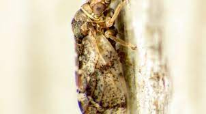 So, you need to get rid of some bugs on your bonsai tree. Hackberry Psyllids Tiny Jumping Biting Insects Insect Diagnostic Lab