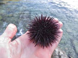 Sea Urchins With Spiny Umbrellas Charismatic Planet Nature Lover Pet Birds Marine Animals