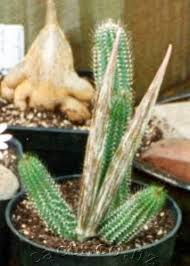 Image result for Tavaresia