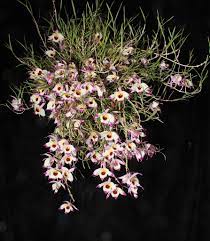 Dendrobium Falconeri 4819 Beautiful Rose Flowers Dendrobium Orchids Beautiful Flowers