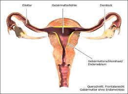 Wichtige erkrankungen der inneren geschlechtsorgane der frau sind: Grundlagen Der Weiblichen Geschlechtsorgane Endometriose