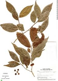 Image result for Margaritaria