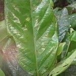 Image result for Diospyros pseudomespilus