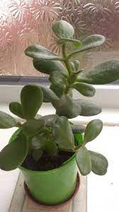 How To Grow And Look After A Money Tree Plant With Flowers Money Tree Plant Trees To Plant Plants