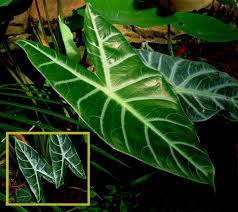 Alocasia Longiloba Alocasia Lowii Exotic Rainforest Rare Tropical Plants