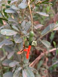 Image result for Cadaba termitaria