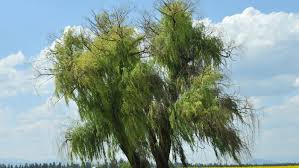 Evergreen tree usually grown as. Everything You Need To Know About Willow Hybrid Trees This Old House