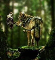 Can T Be Real But It S Cool Anyways Wolf Beautiful Wolves Animals Animals Beautiful