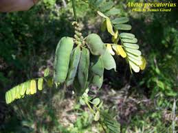 Image result for Abrus fruticulosus