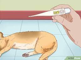 Add ears to the head and a small tail to the rear end, as illustrated in figure 1.4. 3 Ways To Treat Heat Stroke In Dogs Wikihow Pet