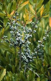 Image result for Myricaceae