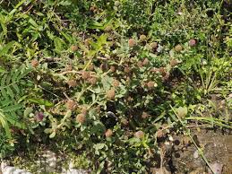 Image result for Sphaeranthus chandleri